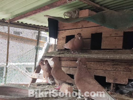 মুম্বাই কবুতর জোড়া